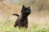 CAIRN TERRIER 659